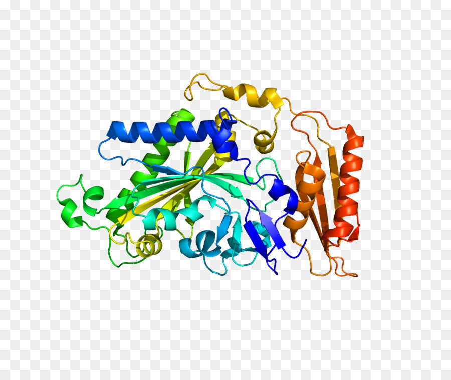 Fars2，La Proteína PNG