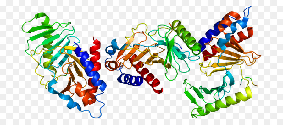 Estructura De La Proteína，Molécula PNG