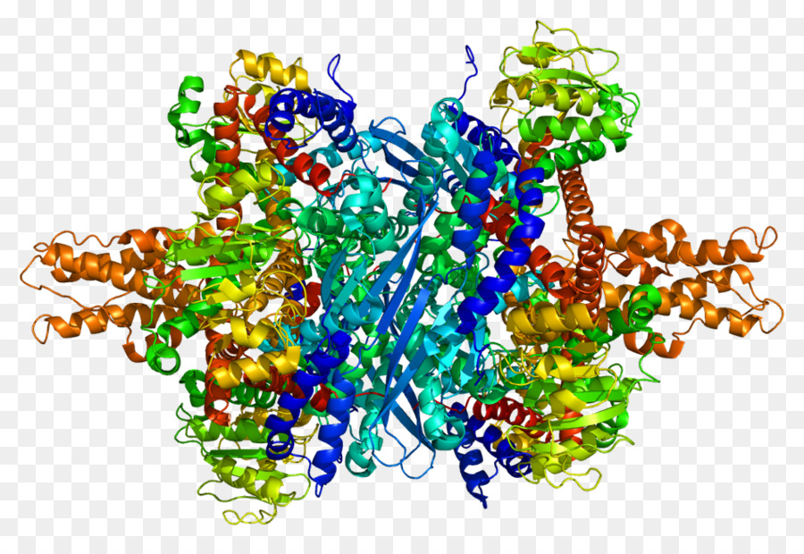 Estructura De La Proteína，Molécula PNG