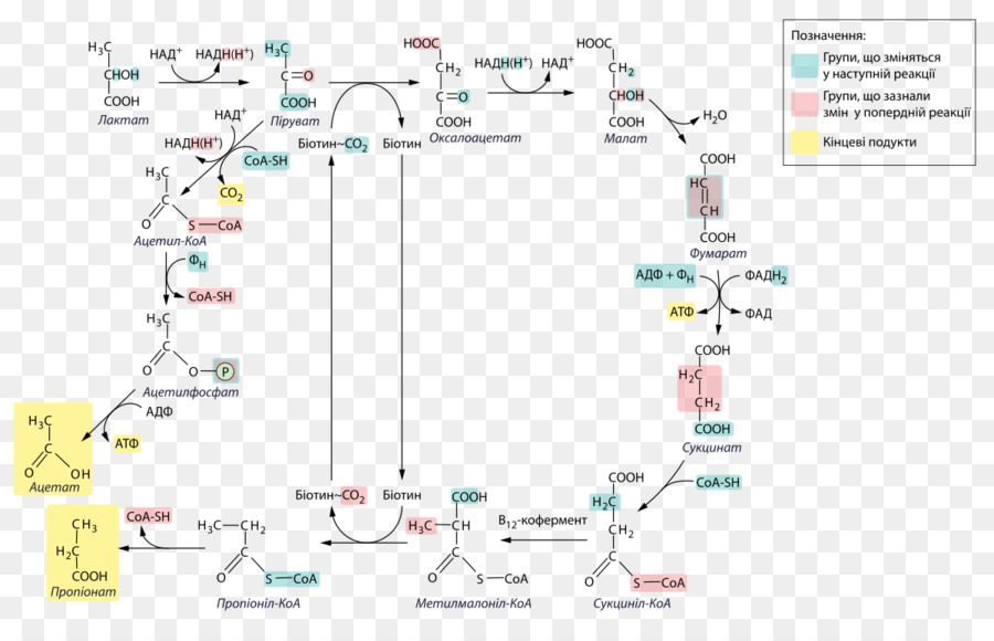 Diagrama De Ruta Química，Bioquímica PNG