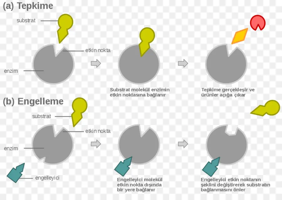 Reacción Enzimática，Sustrato PNG