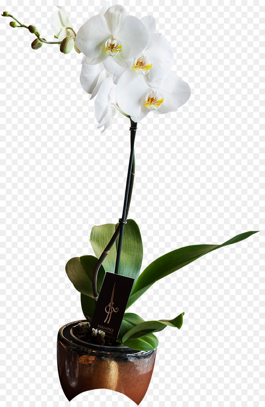 La Seda De Las Especias，La Polilla De Las Orquídeas PNG