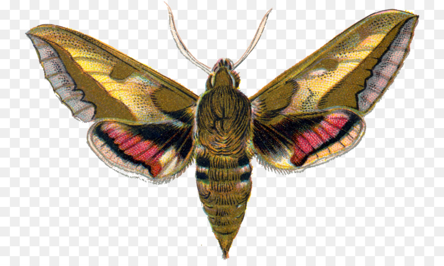 Polilla，Insecto PNG