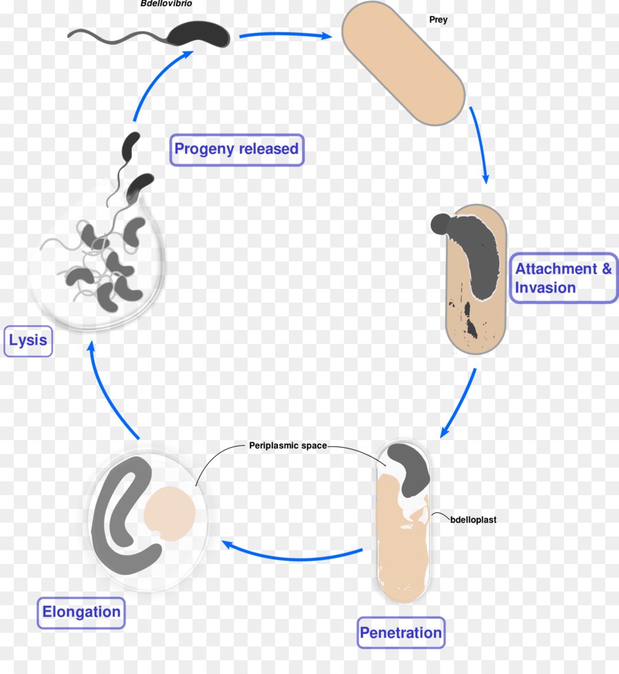 Bdellovibrio，Las Bacterias PNG