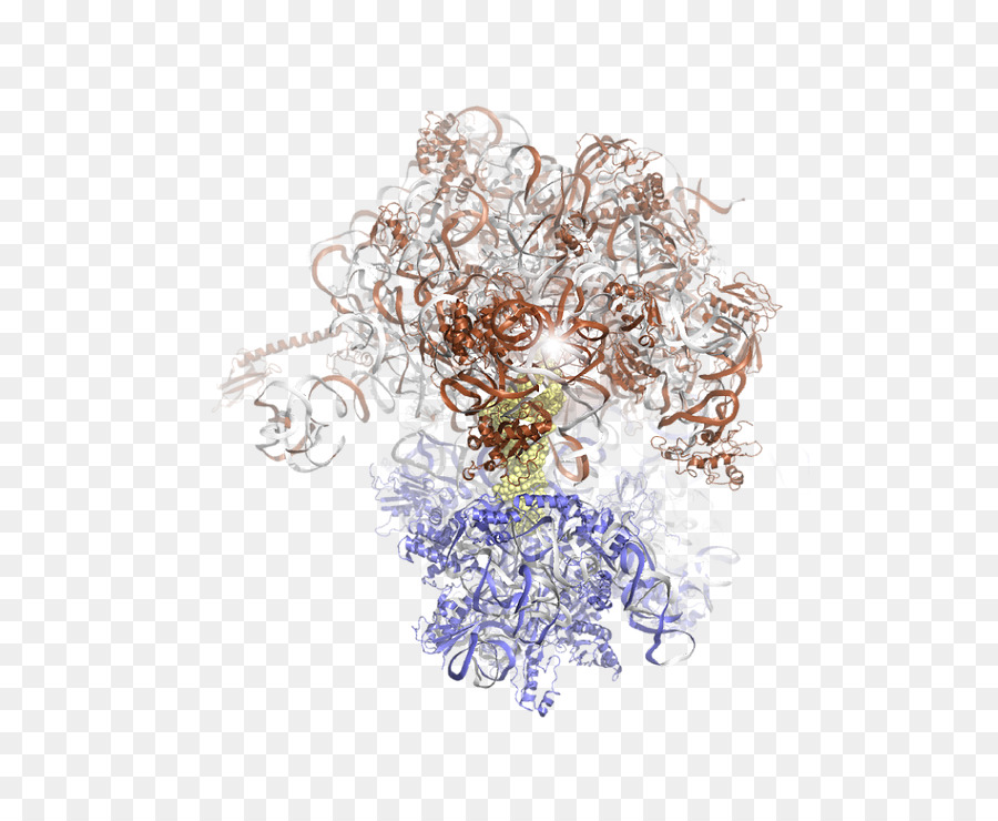 Cornells Signo，La Investigación PNG