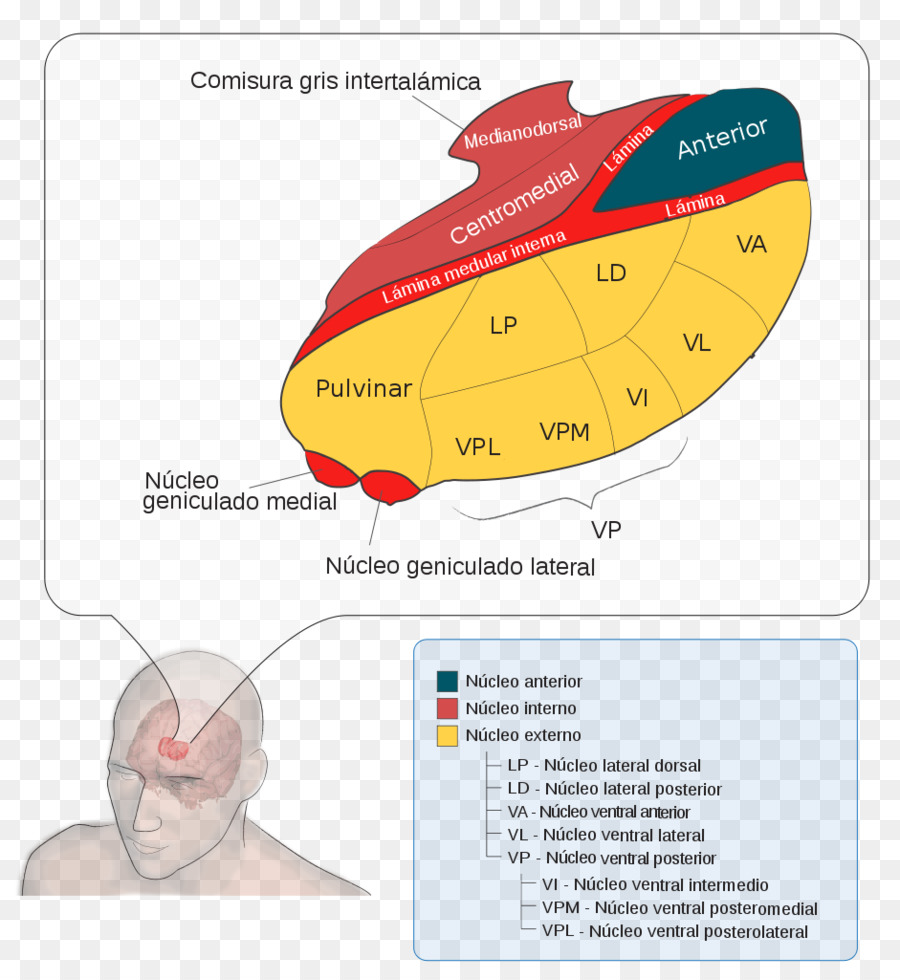 Tálamo，Cerebro PNG