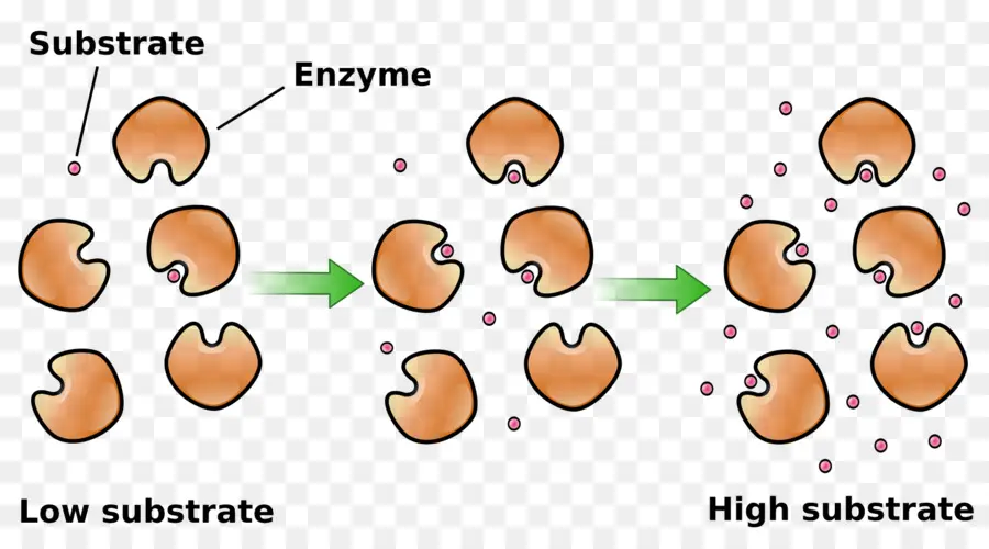 Enzima，Sustrato PNG