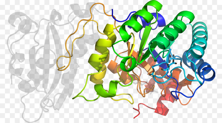 Estructura De La Proteína，Molécula PNG