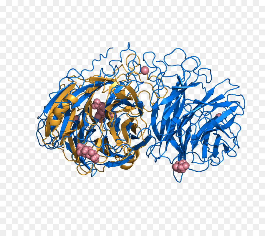 Estructura De La Proteína，Molécula PNG