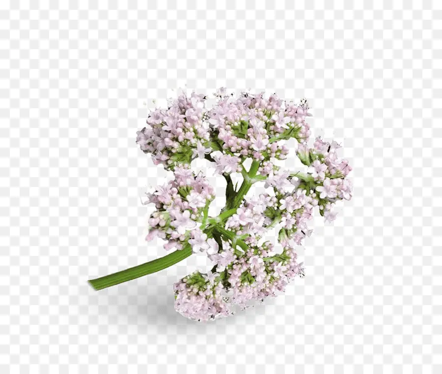 Flor，Florecer PNG