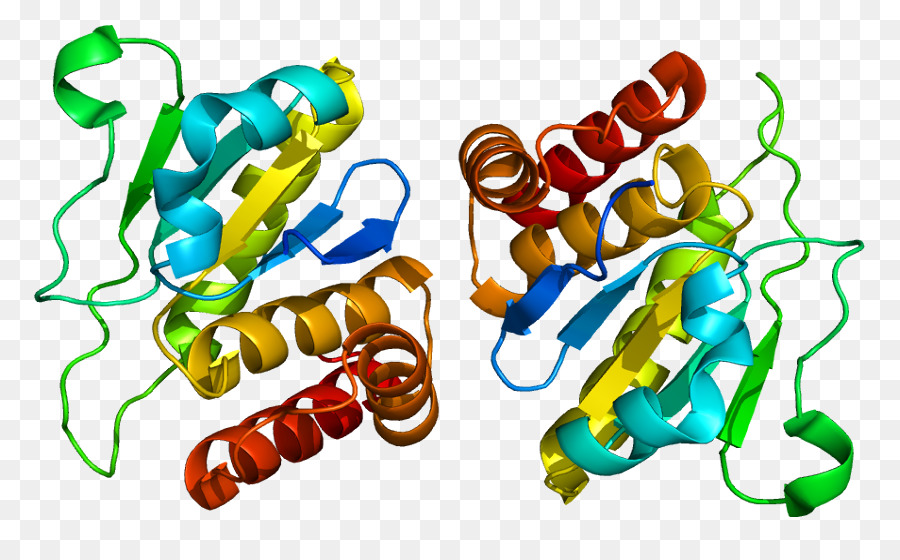 Dusp10，Dualspecificity Fosfatasa PNG