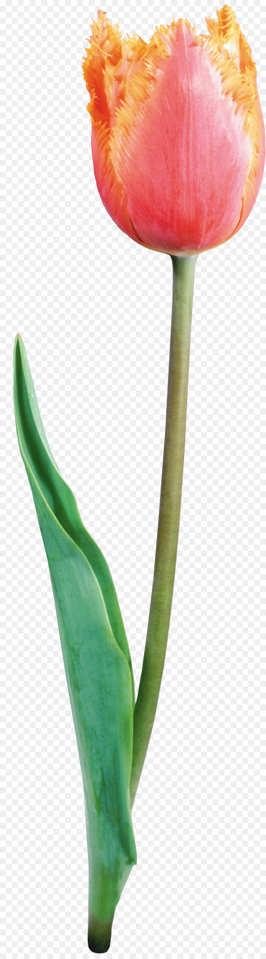 Tulipán Rosa，Naturaleza PNG