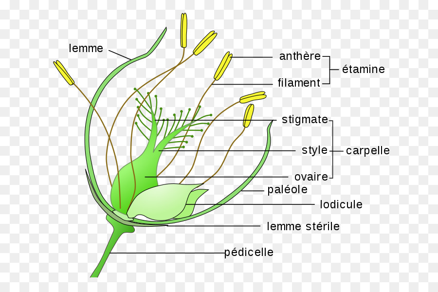 Grasos，Flor PNG