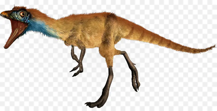 Compsognathus，Microraptor PNG