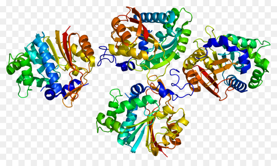 La Nicotinamida Nmethyltransferase，Metiltransferasa PNG