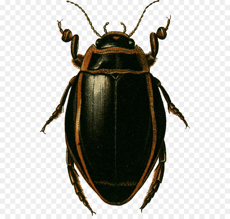 Escarabajo，Bicho PNG