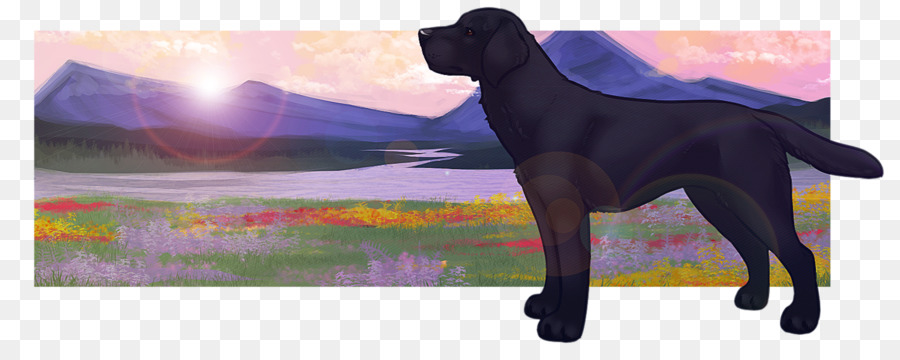 Labrador Retriever，Flatcoated Retriever PNG