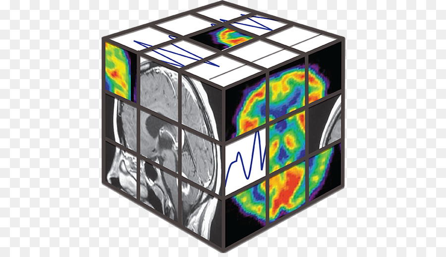 La Neurociencia Cognitiva De La Sociedad，La Neurociencia PNG