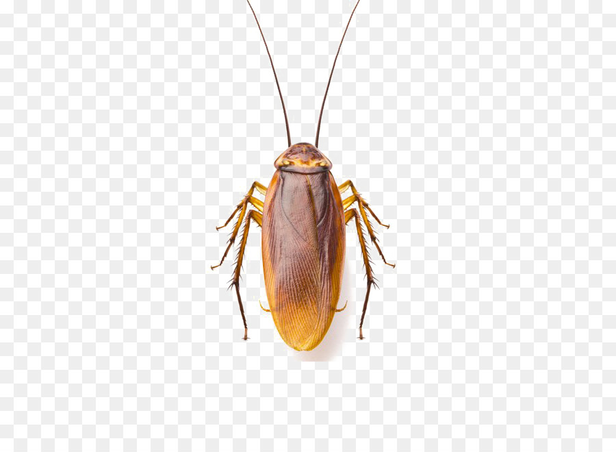 Cucaracha，Una Fotografía De Stock PNG