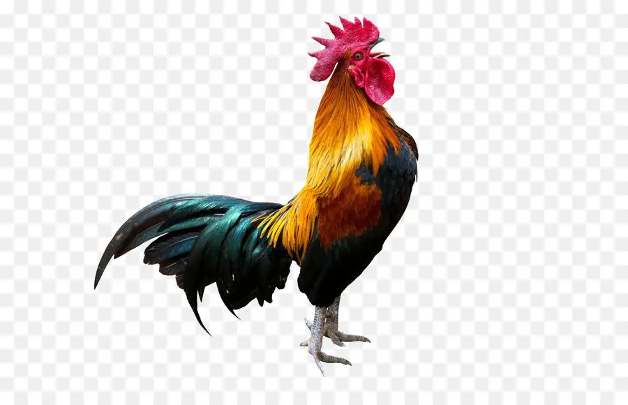 Gallo，Pollo PNG