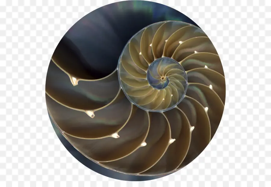 Nautilidae，Nautilo PNG