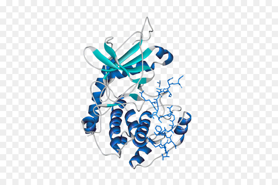 Estructura De La Proteína，Molécula PNG