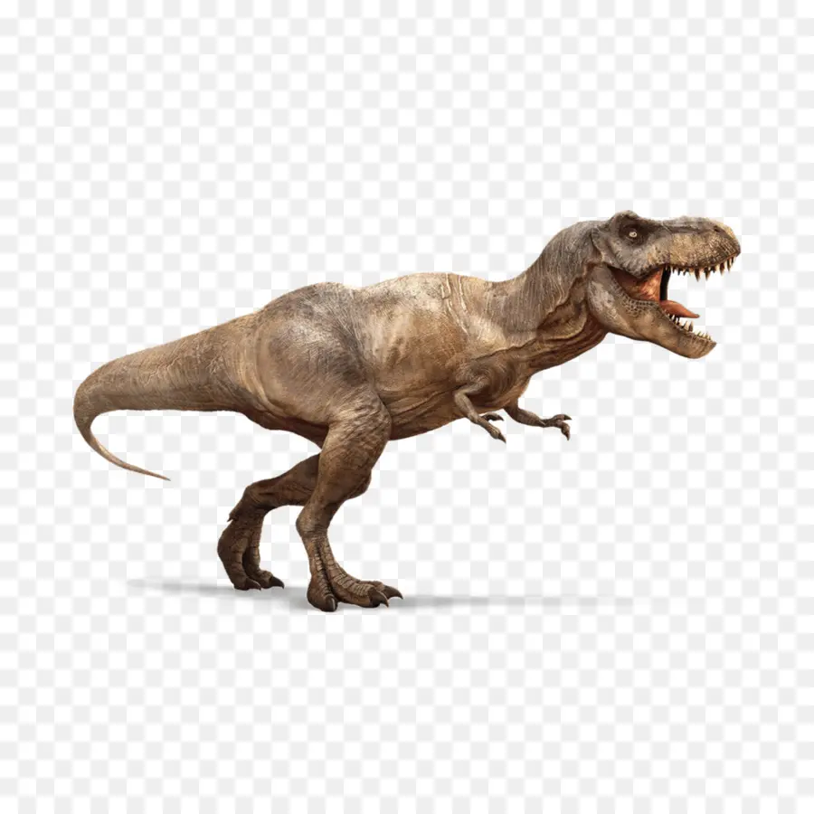Tyrannosaurus，Dinosaurio PNG