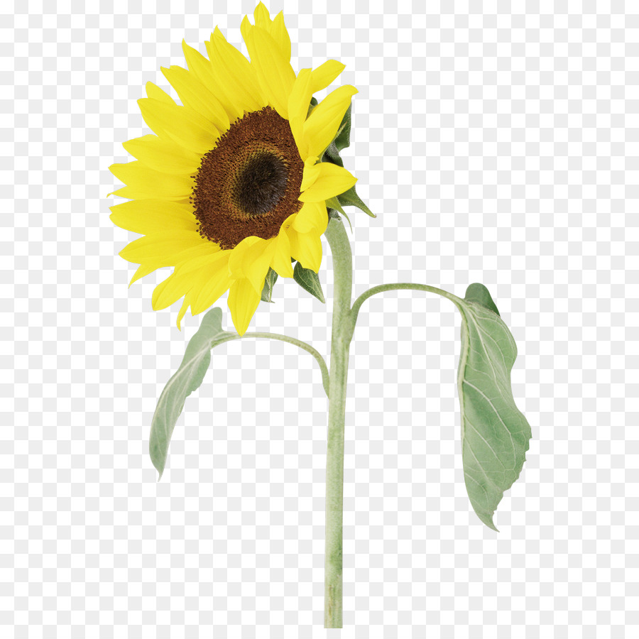 Girasol，Planta PNG