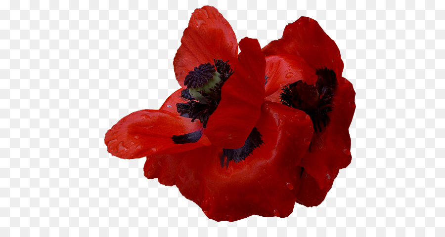 Amapola，Descargar PNG