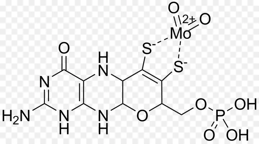 Cofactor De Molibdeno，Cofactor PNG