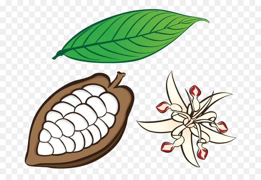 árbol Del Cacao，Dibujo PNG