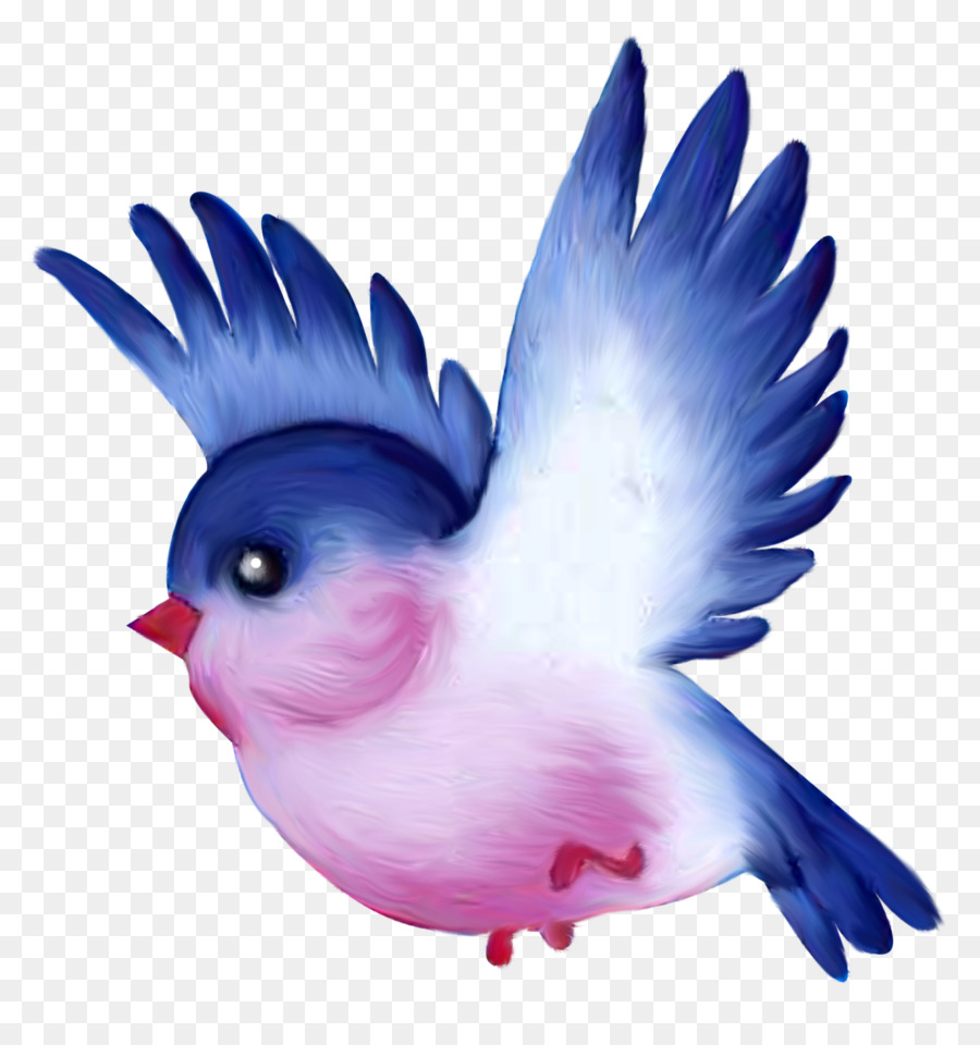 Pájaro，Azul PNG