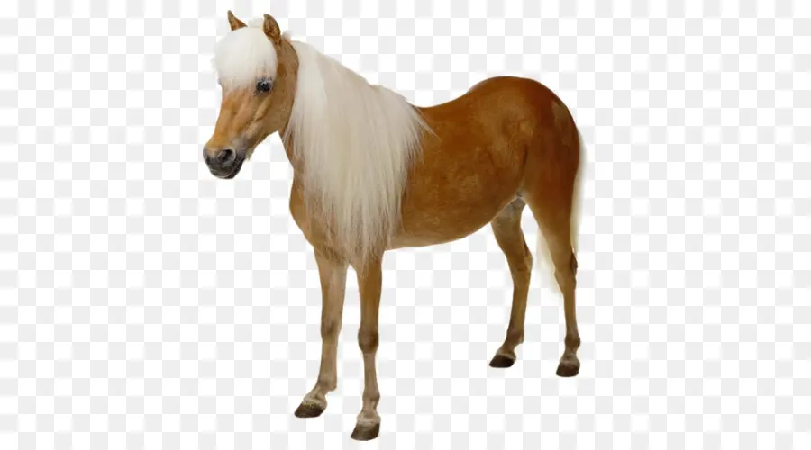 Caballo，Una Fotografía De Stock PNG