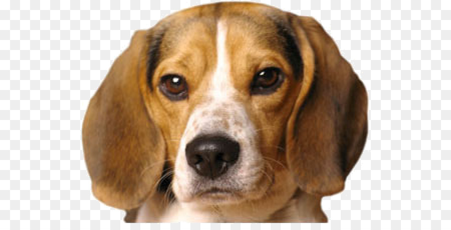 Beagle，Cachorro PNG