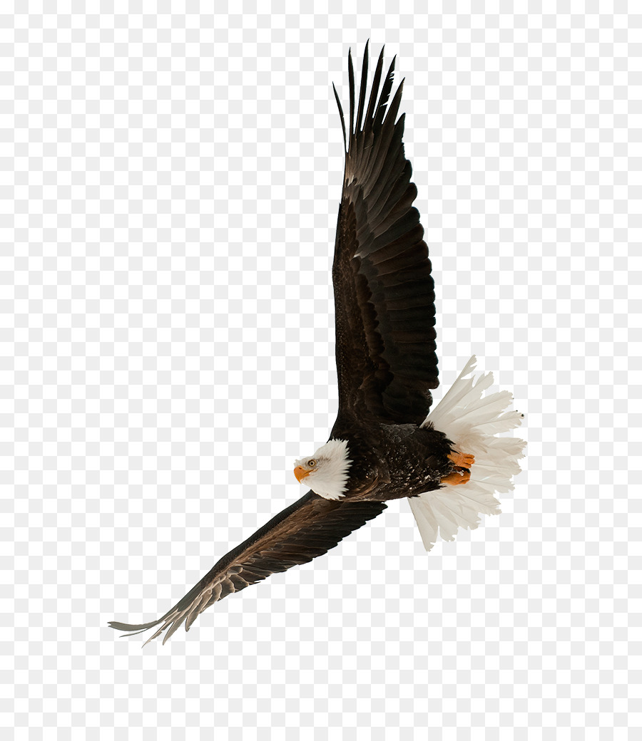 Águila，Montaña PNG