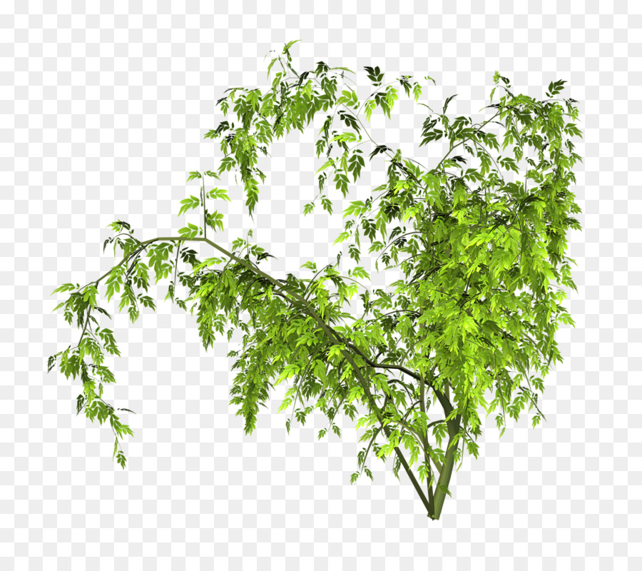 Planta Verde，Naturaleza PNG