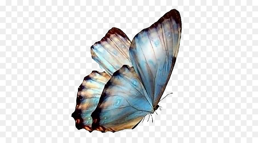 Mariposa，Fondo De Escritorio PNG