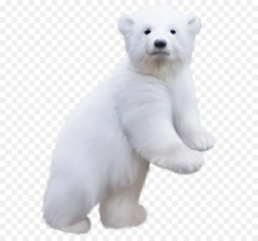 Oso Polar，Oso PNG