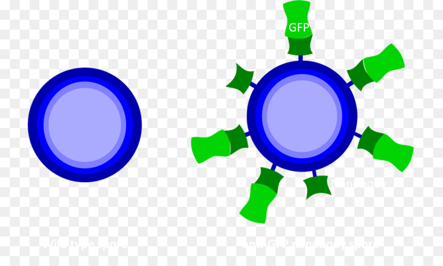 El Comportamiento Humano，Humanos PNG