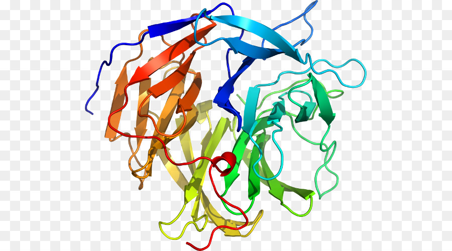 Estructura Proteica，Biología PNG