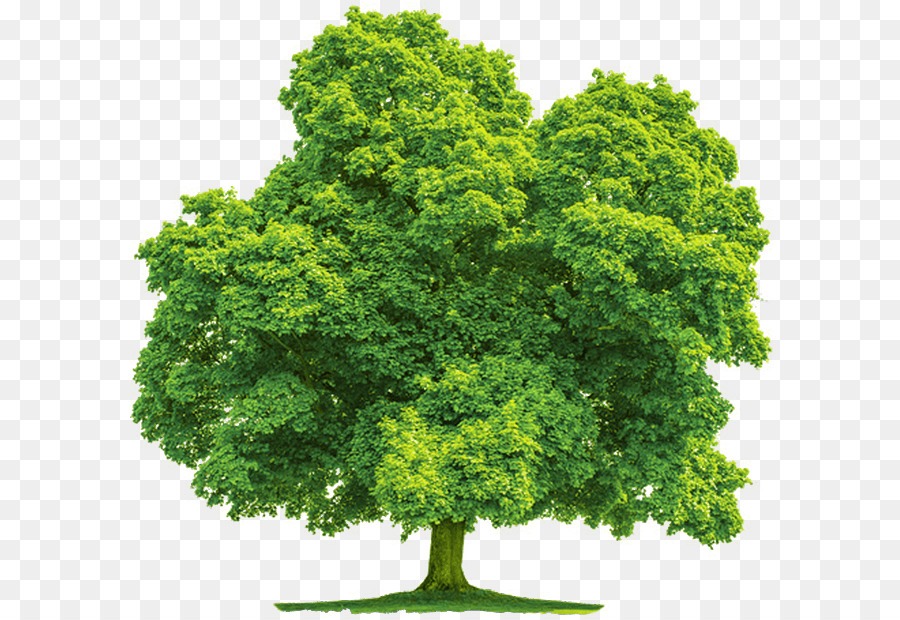 árbol Verde，Naturaleza PNG