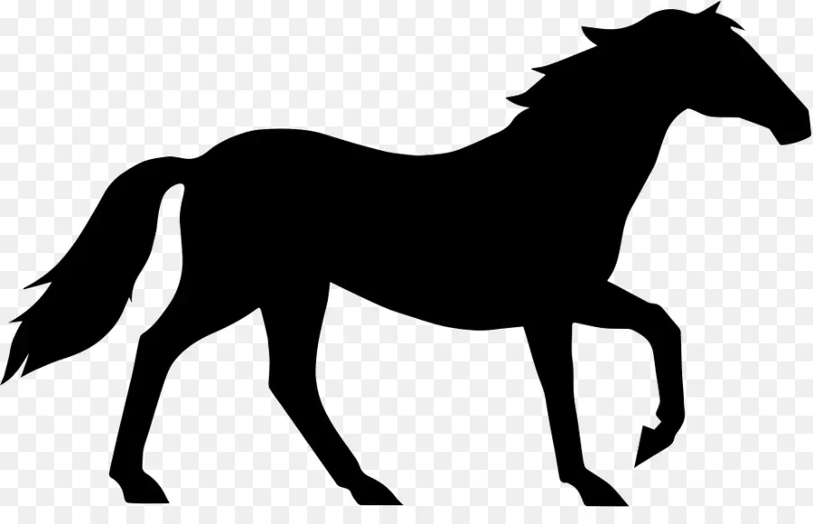 Animales En Blanco，Caballo PNG