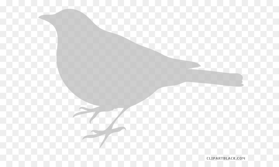 Aves，Silueta PNG