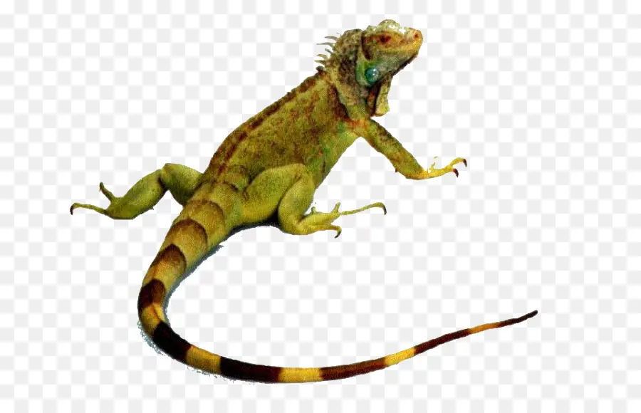 Reptiles，Lagarto PNG