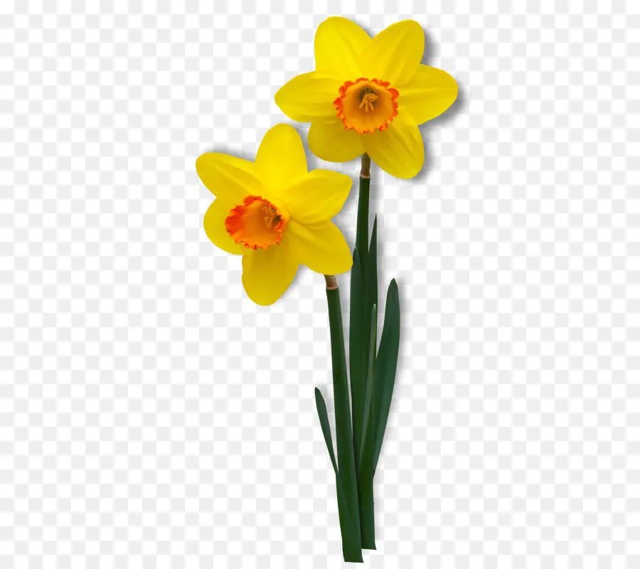 Narciso，Flor PNG