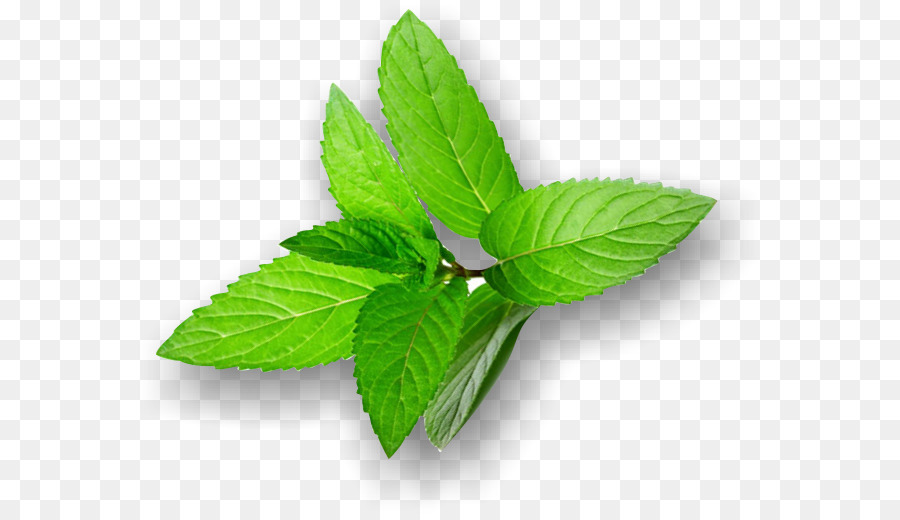 Menta，Hojas PNG