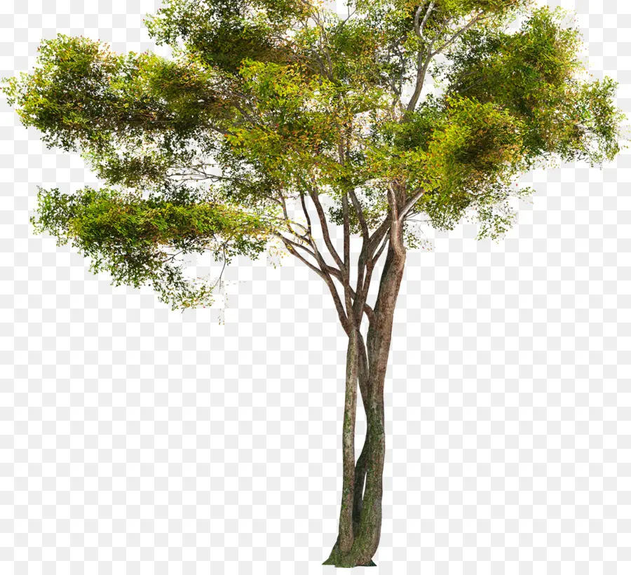 Árbol，Tronco PNG