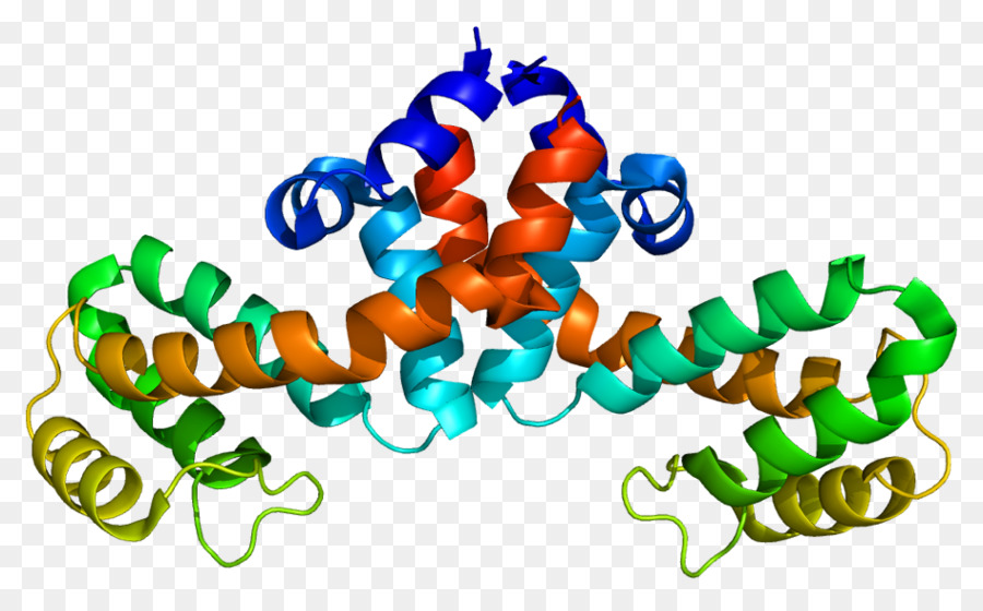 Rgs1，La Proteína PNG