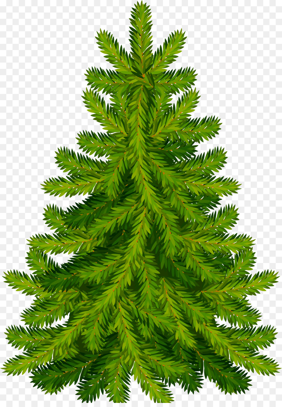 árbol De Navidad，Abeto PNG