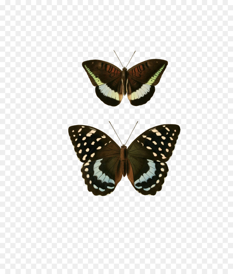 Insecto，Tanaecia Calliphorus PNG